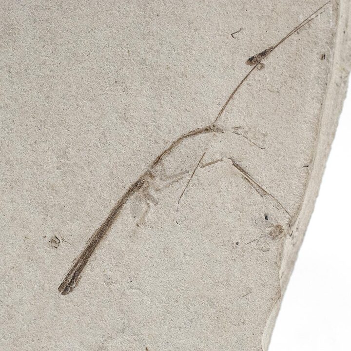 Phasmid (Stick Insect)