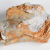 Nautiloid - Oneotoceras percurvatum - Image 2