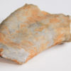 Nautiloid - Oneotoceras percurvatum - Image 5