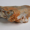 Nautiloid - Oneotoceras percurvatum - Image 6