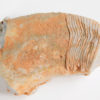 Nautiloid - Oneotoceras percurvatum - Image 5