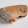 Nautiloid - Oneotoceras percurvatum - Image 3