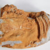 Nautiloid - Oneotoceras percurvatum - Image 4