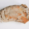 Nautiloid - Oneotoceras percurvatum - Image 2