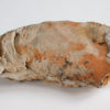 Nautiloid - Oneotoceras percurvatum - Image 4