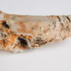 Nautiloid - Oneotoceras percurvatum - Image 5