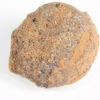 Cycad seed - Nilsonia yukonensis - Image 2