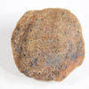 Cycad seed - Nilsonia yukonensis - Image 3