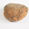 Cycad seed - Nilsonia yukonensis - Image 4
