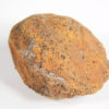 Cycad seed - Nilsonia yukonensis - Image 2