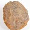 Cycad seed - Nilsonia yukonensis - Image 3