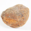 Cycad seed - Nilsonia yukonensis - Image 4