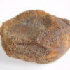 Cycad seed - Nilsonia yukonensis - Image 3