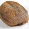 Cycad seed - Nilsonia yukonensis - Image 2