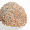 Cycad seed - Nilsonia yukonensis - Image 2