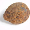 Cycad seed - Nilsonia yukonensis - Image 3