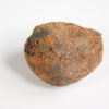 Cycad seed - Nilsonia yukonensis - Image 4