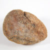 Cycad seed - Nilsonia yukonensis - Image 5