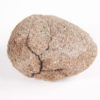 Cycad seed - Nilsonia yukonensis - Image 2