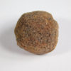 Cycad seed - Nilsonia yukonensis - Image 3