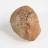 Cycad seed - Nilsonia yukonensis - Image 4
