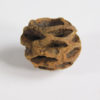 Metasequoia dakotaensis - Dawn Redwood Cone - Image 2