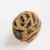 Metasequoia dakotaensis - Dawn Redwood Cone - Image 3