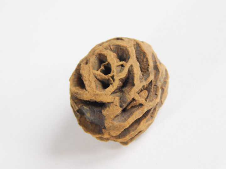 Metasequoia dakotaensis - Dawn Redwood Cone