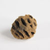 Metasequoia dakotaensis - Dawn Redwood Cone - Image 2