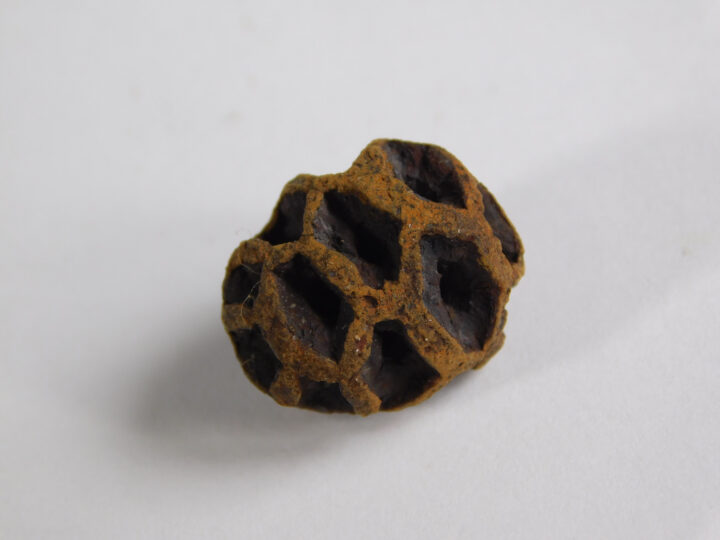 Metasequoia dakotaensis - Dawn Redwood Cone
