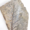 Otozamites sp. - Image 5