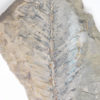 Otozamites sp. - Image 2