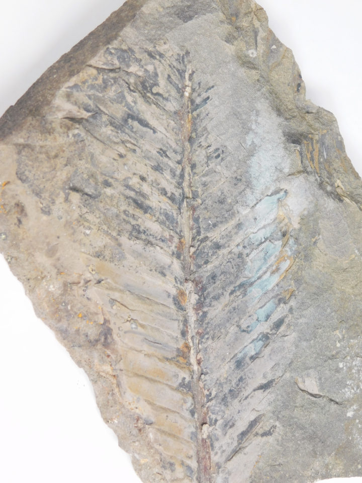 Otozamites sp.
