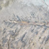Otozamites sp. - Image 3