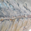 Otozamites sp. - Image 4