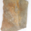 Otozamites sp. - Image 3