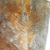 Otozamites sp. - Image 4