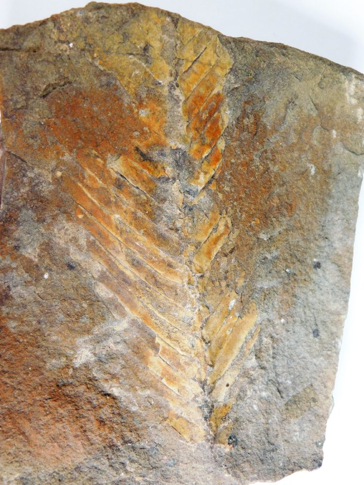 Otozamites sp.