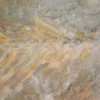 Otozamites sp. - Image 2