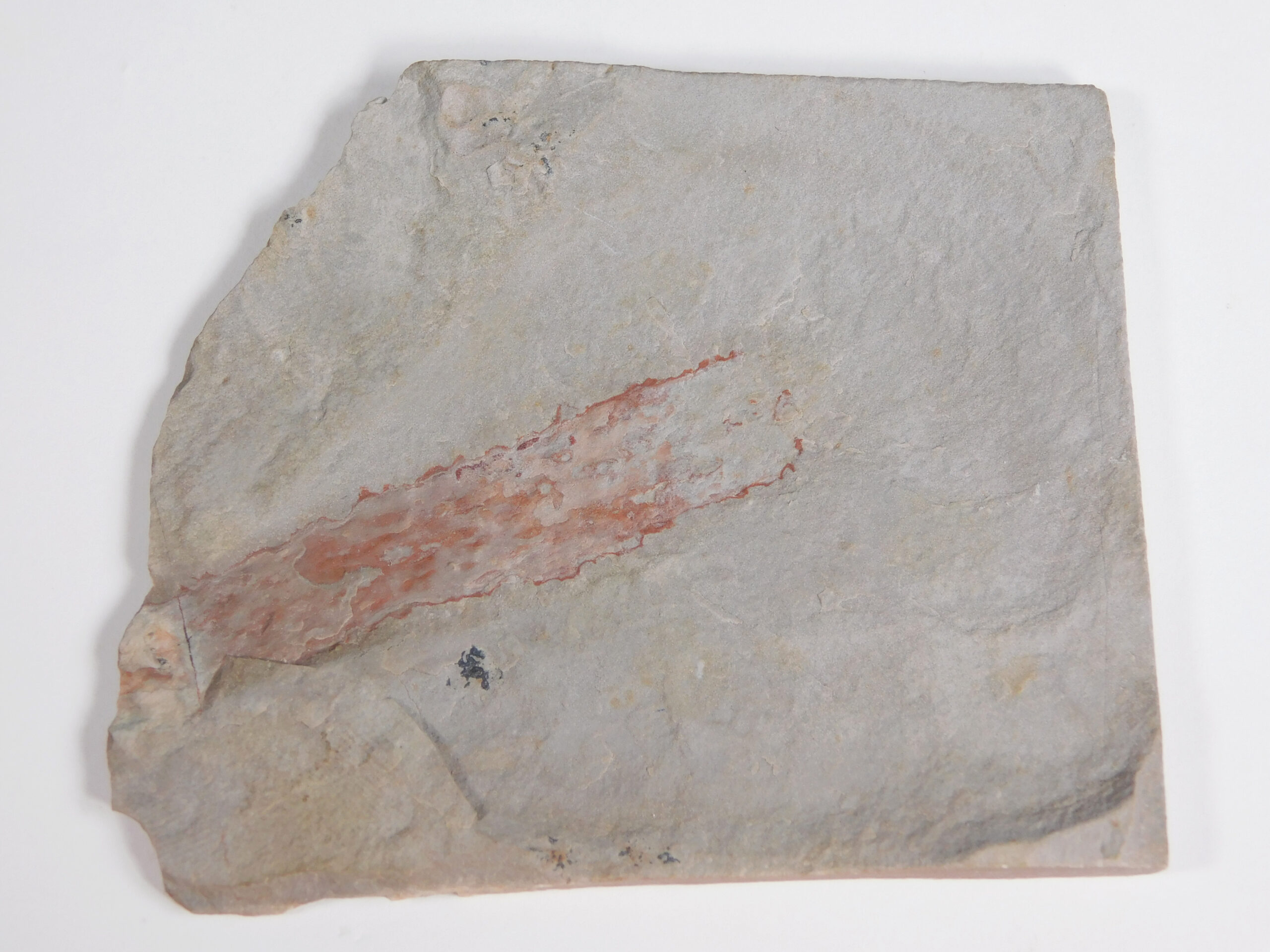 Oesia disjuncta - Image 2