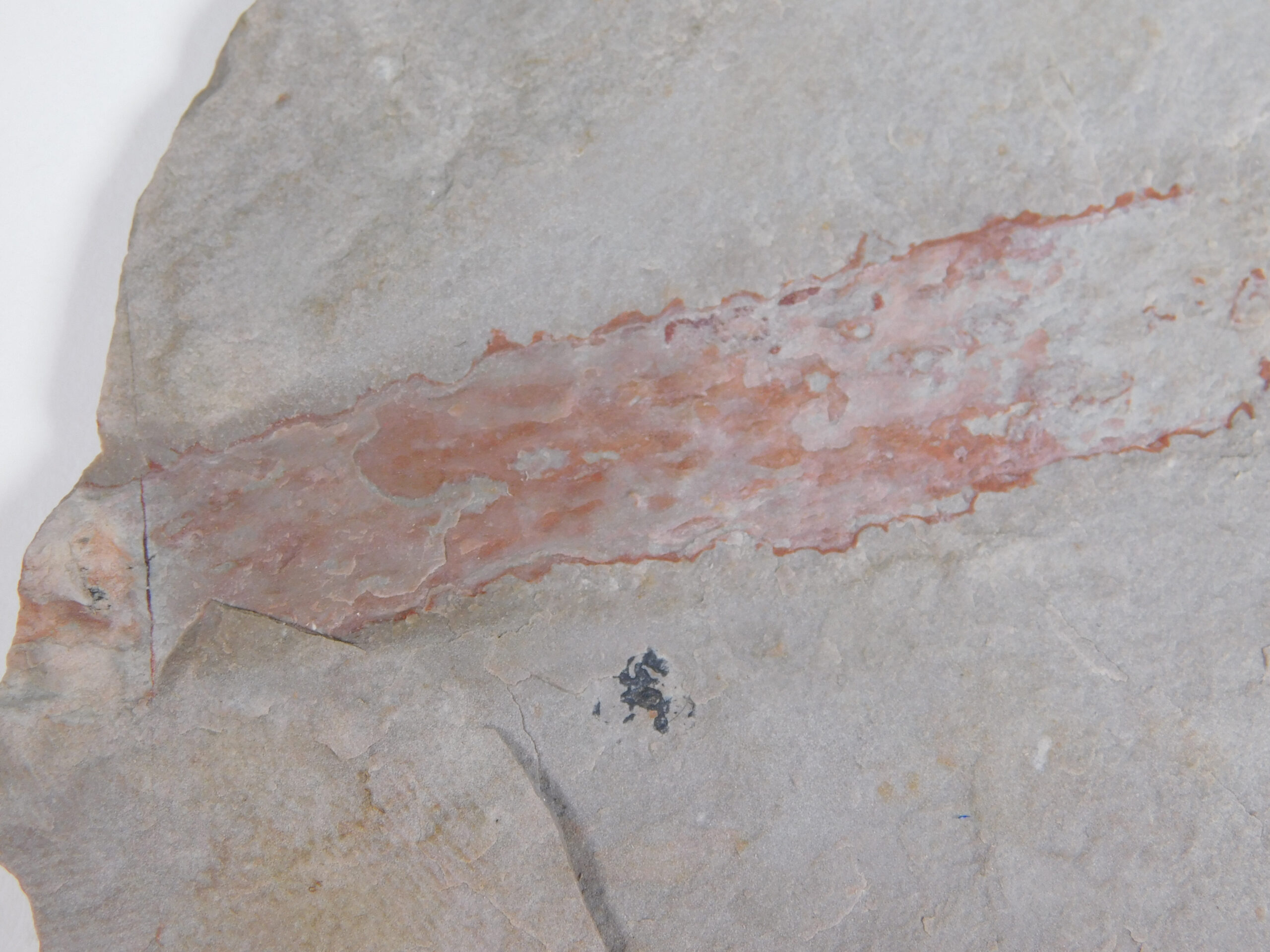Oesia disjuncta - Image 3