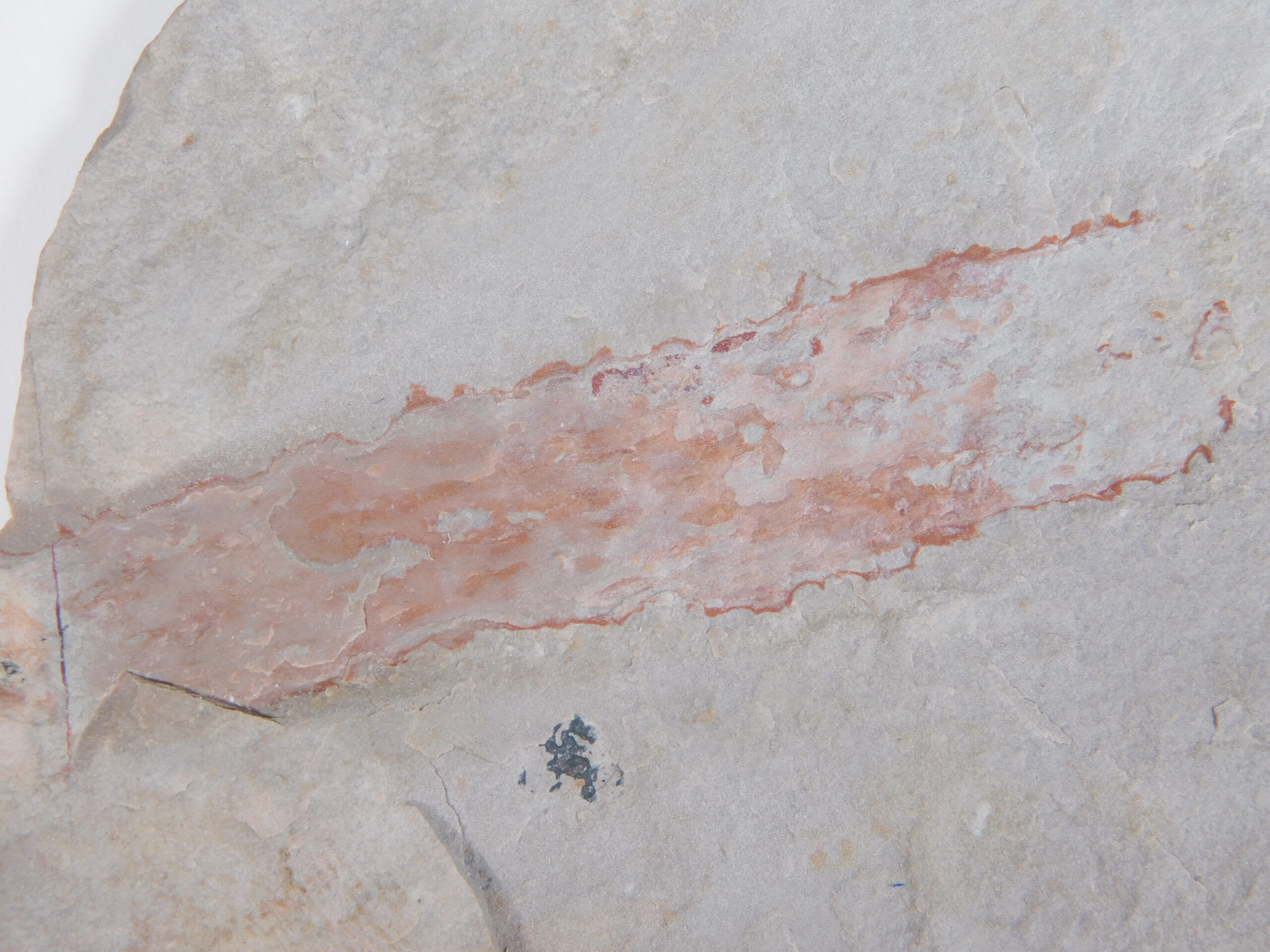 Oesia disjuncta - Image 4