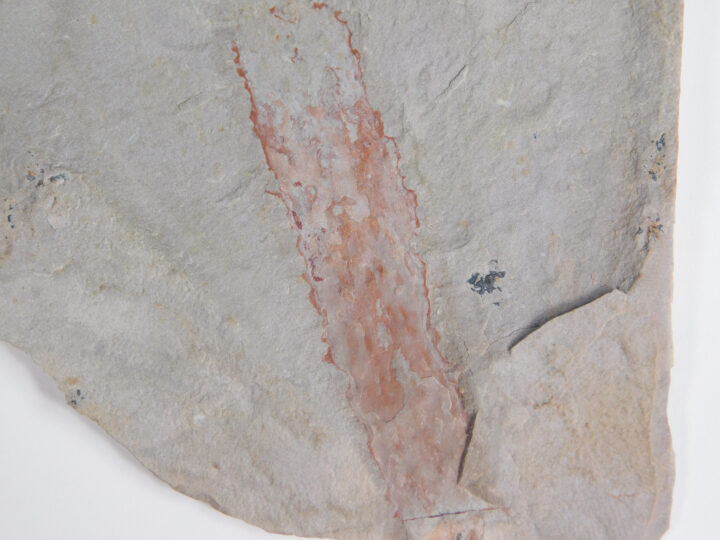Oesia disjuncta