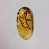 Cretaceous millipede - Image 2