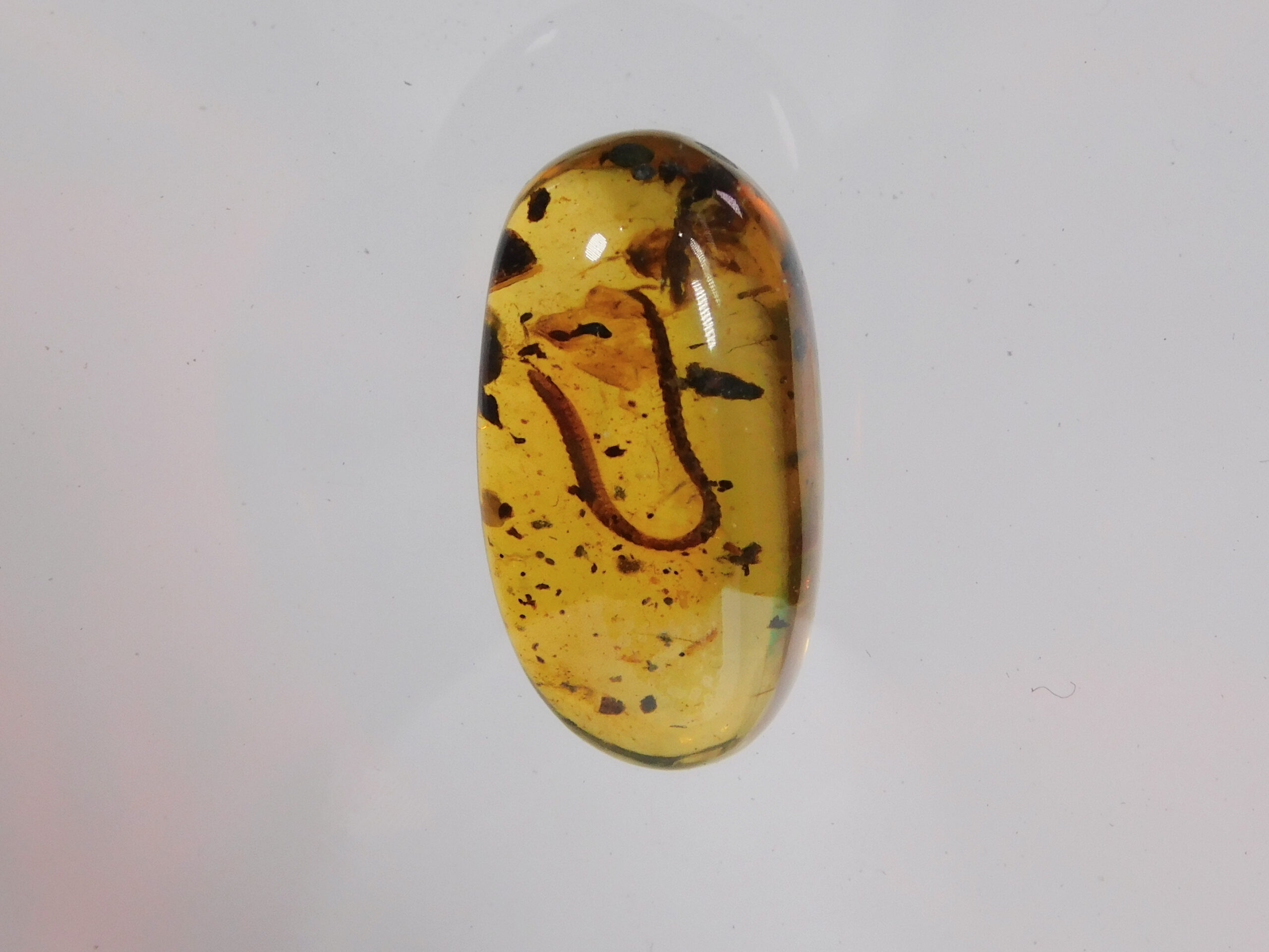 Cretaceous millipede - Image 2