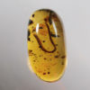 Cretaceous millipede - Image 3