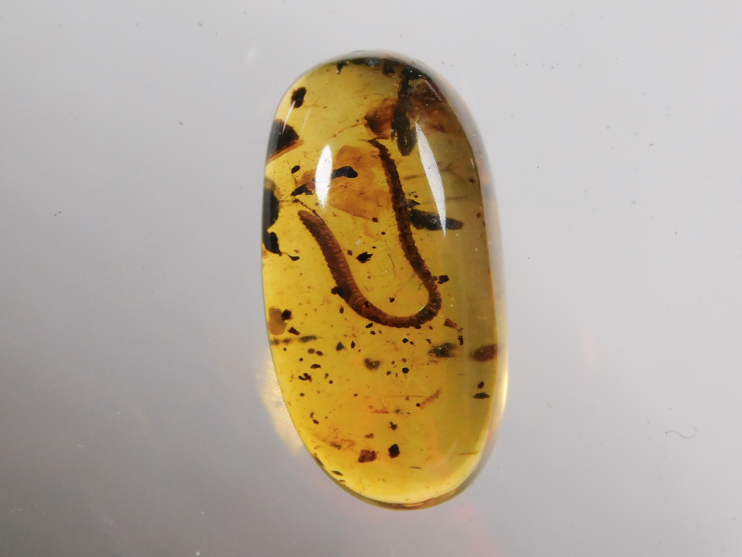 Cretaceous millipede - Image 3