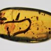 Cretaceous millipede - Image 4