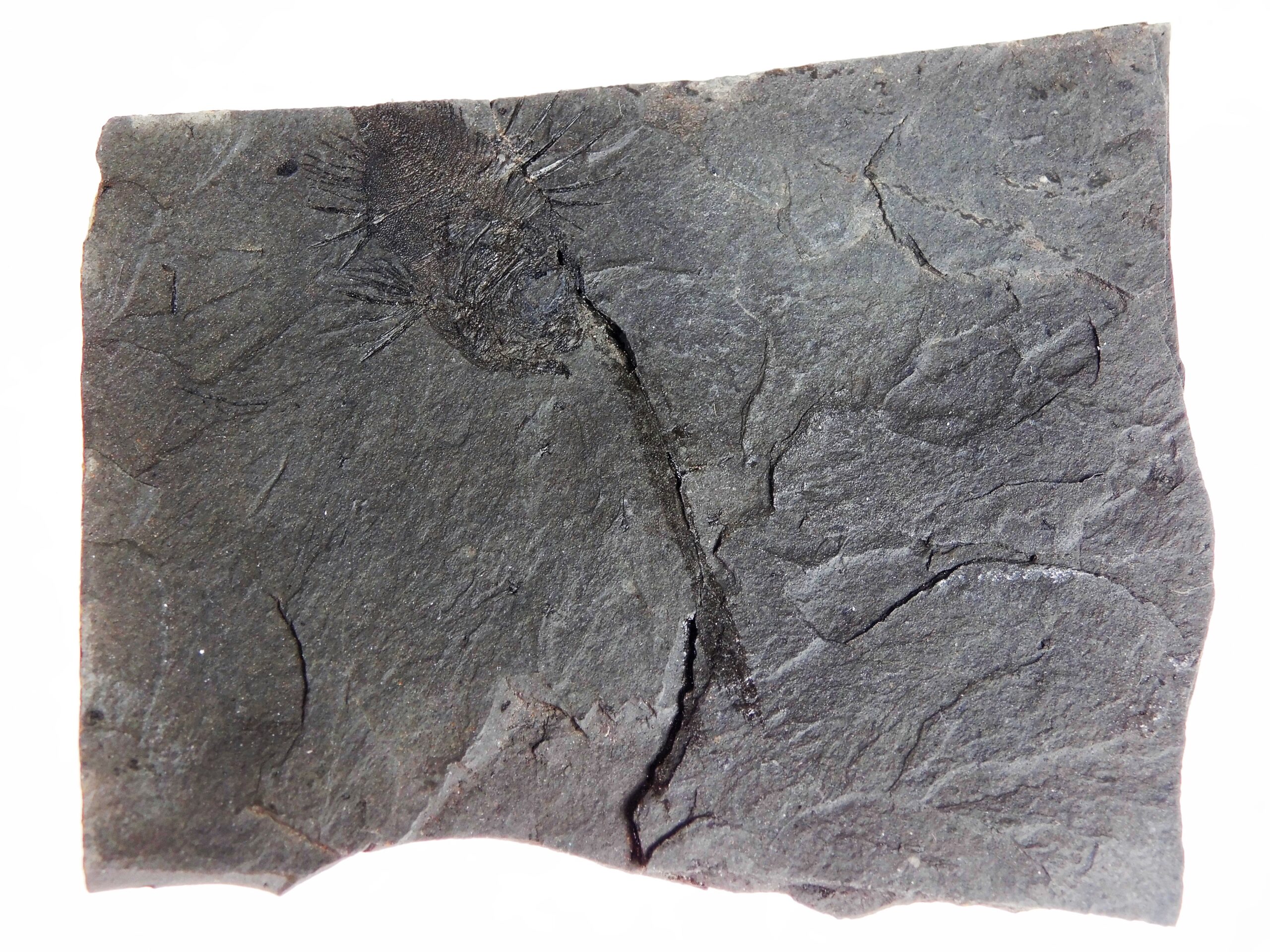 Priacanthus sp. - Image 3
