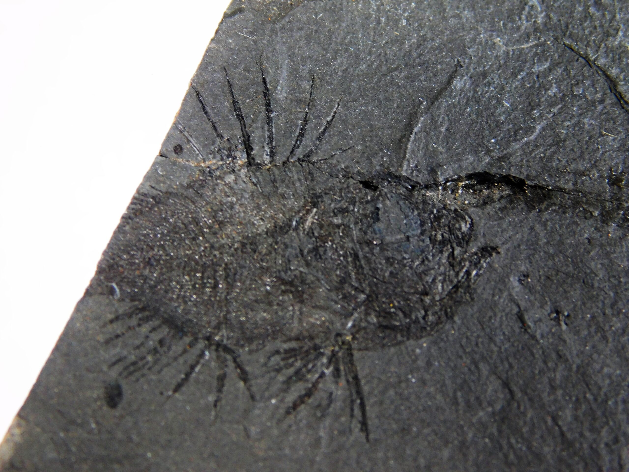Priacanthus sp. - Image 2
